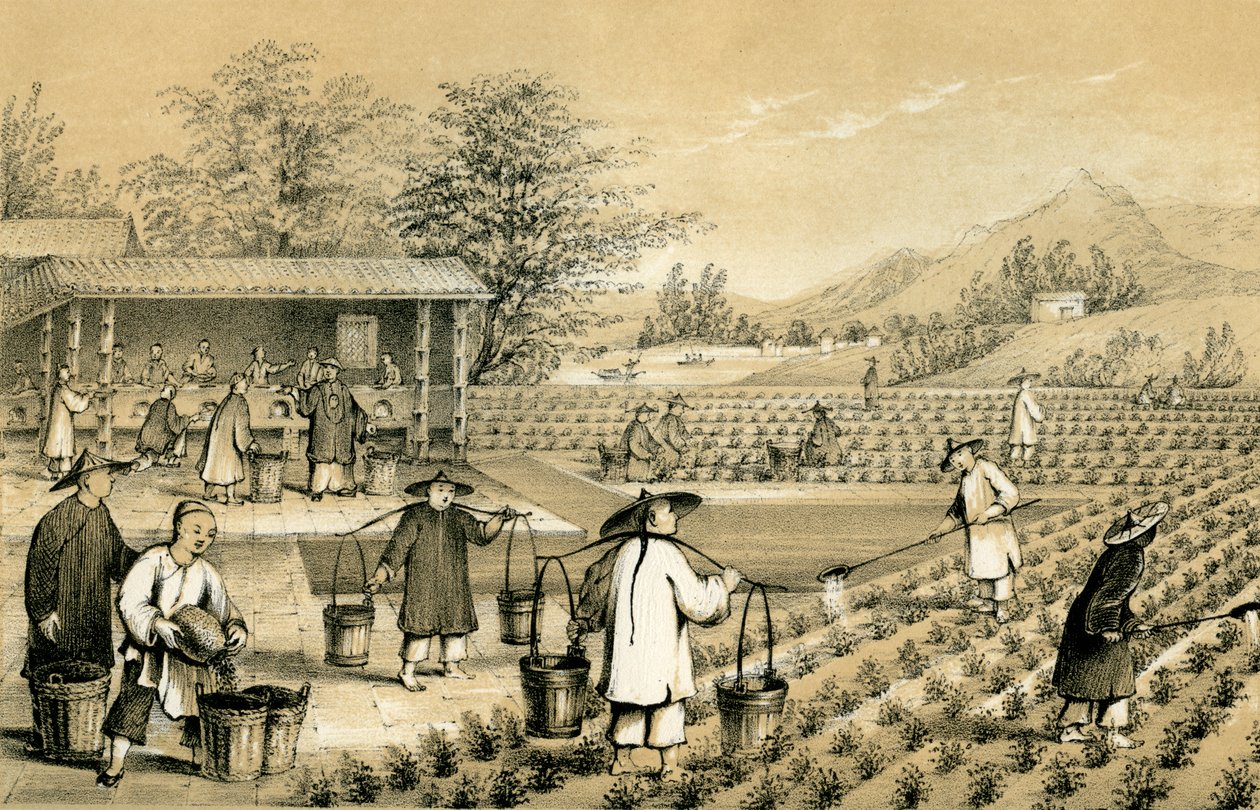 Çay kültürü ve hazırlanması, Çin, 1847. by E Gilks