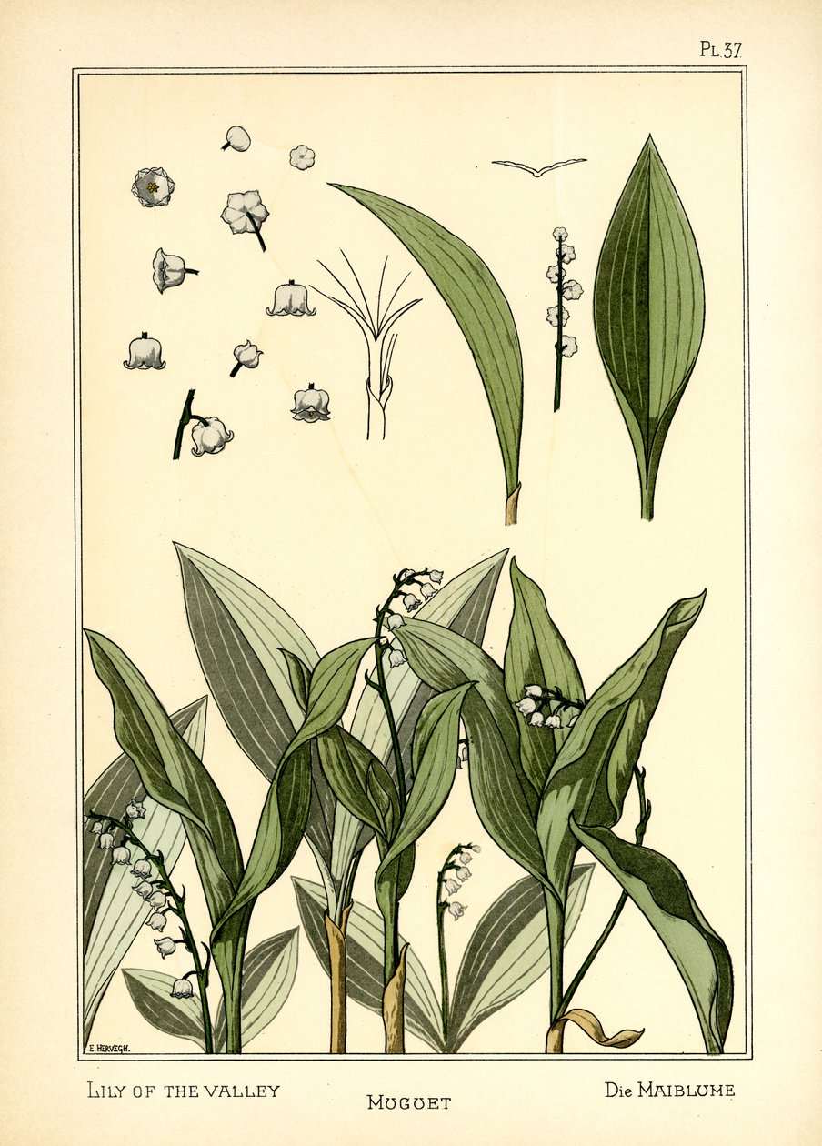 Vadideki Zambak by E. Hervegh