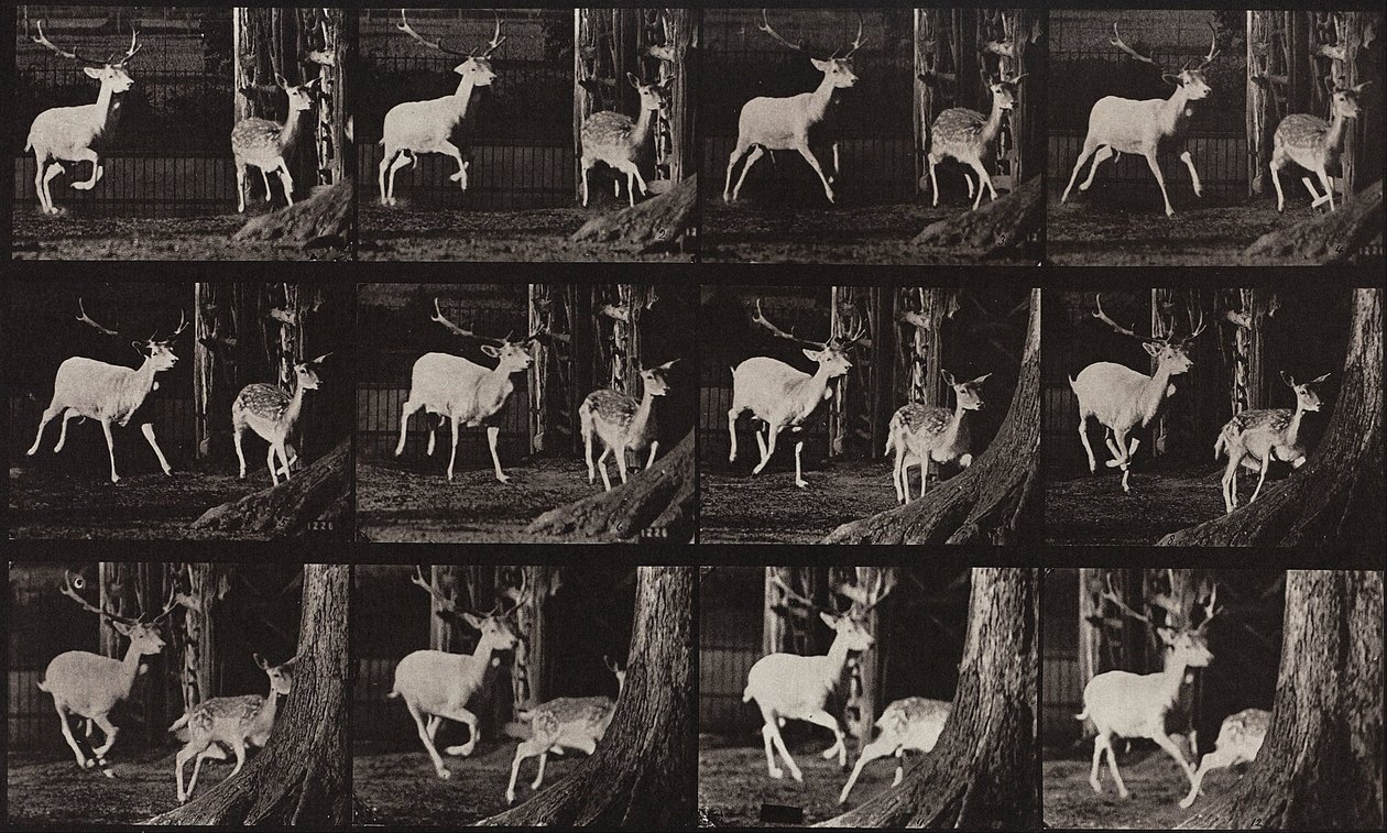 Hayvan Hareketi, Plaka 686 by Eadweard Muybridge