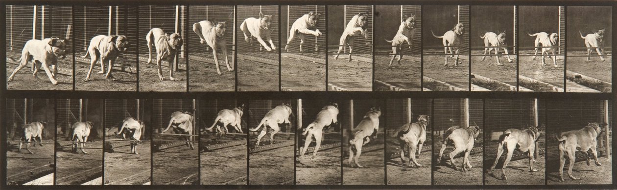 Hayvan Hareketi, Plaka 712 by Eadweard Muybridge