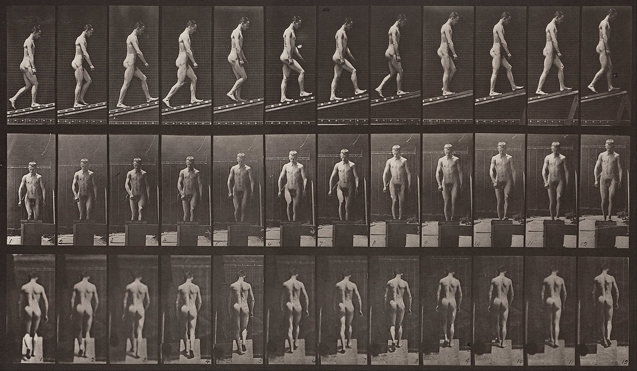 Hayvan Hareketi, Plaka 74 by Eadweard Muybridge