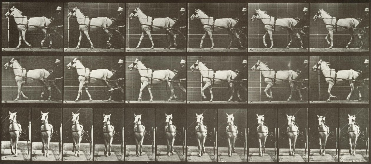 Yürüyüş, Somurtkan, LightGray kısrak, Katydid by Eadweard Muybridge