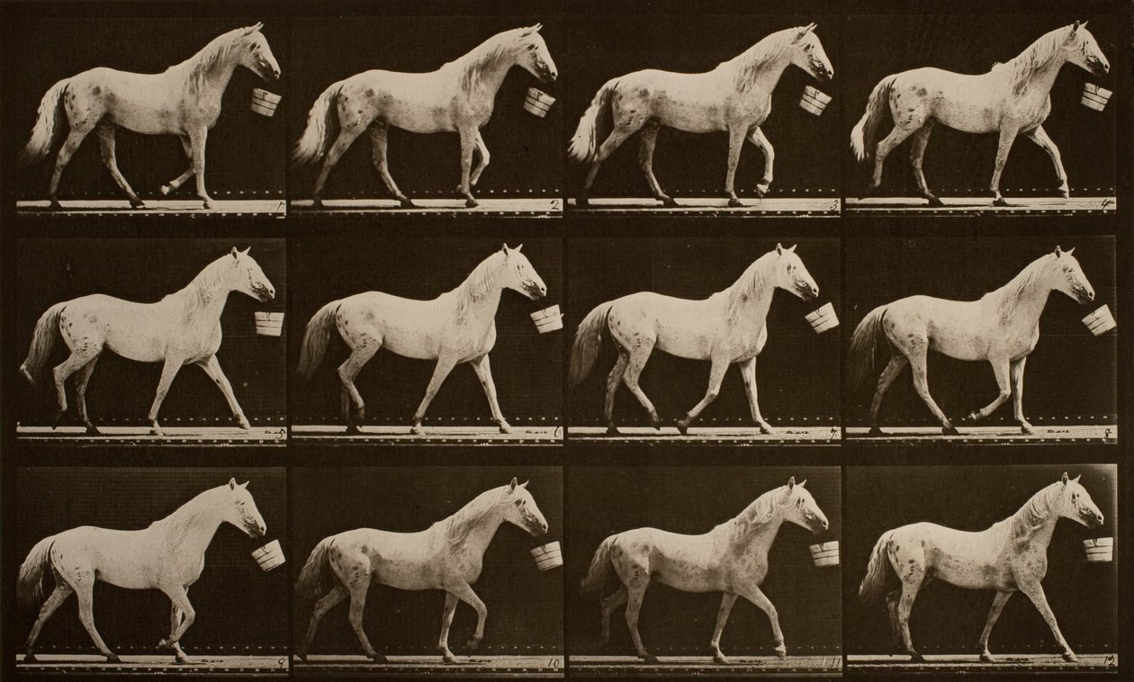 Ağızda kova ile yürümek; açık gri at, Kartal by Eadweard Muybridge
