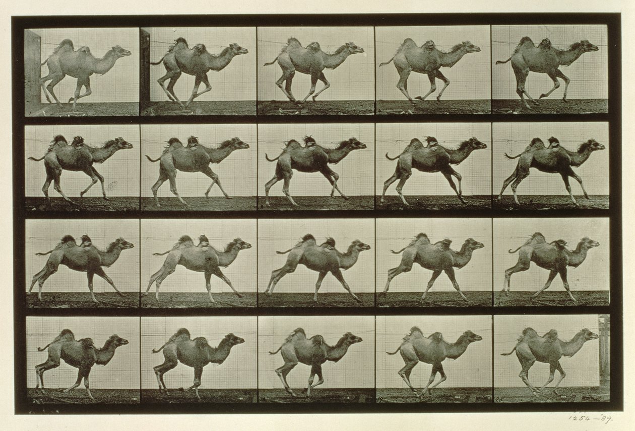 Deve, 'Hayvan Hareketi'nden bir levha, 1887 by Eadweard Muybridge
