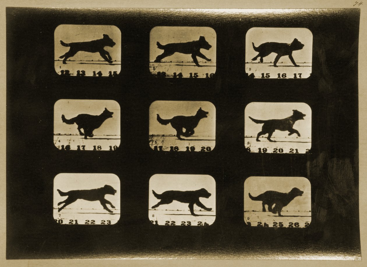 Koşan Köpekler, 