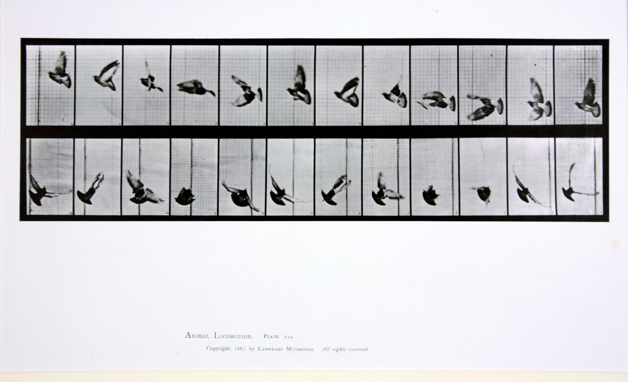 Uçan kuş, 'Hayvan Hareketi'nden 756 numaralı plaka, 1887 by Eadweard Muybridge