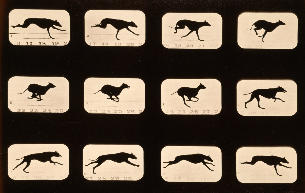 Greyhound, 