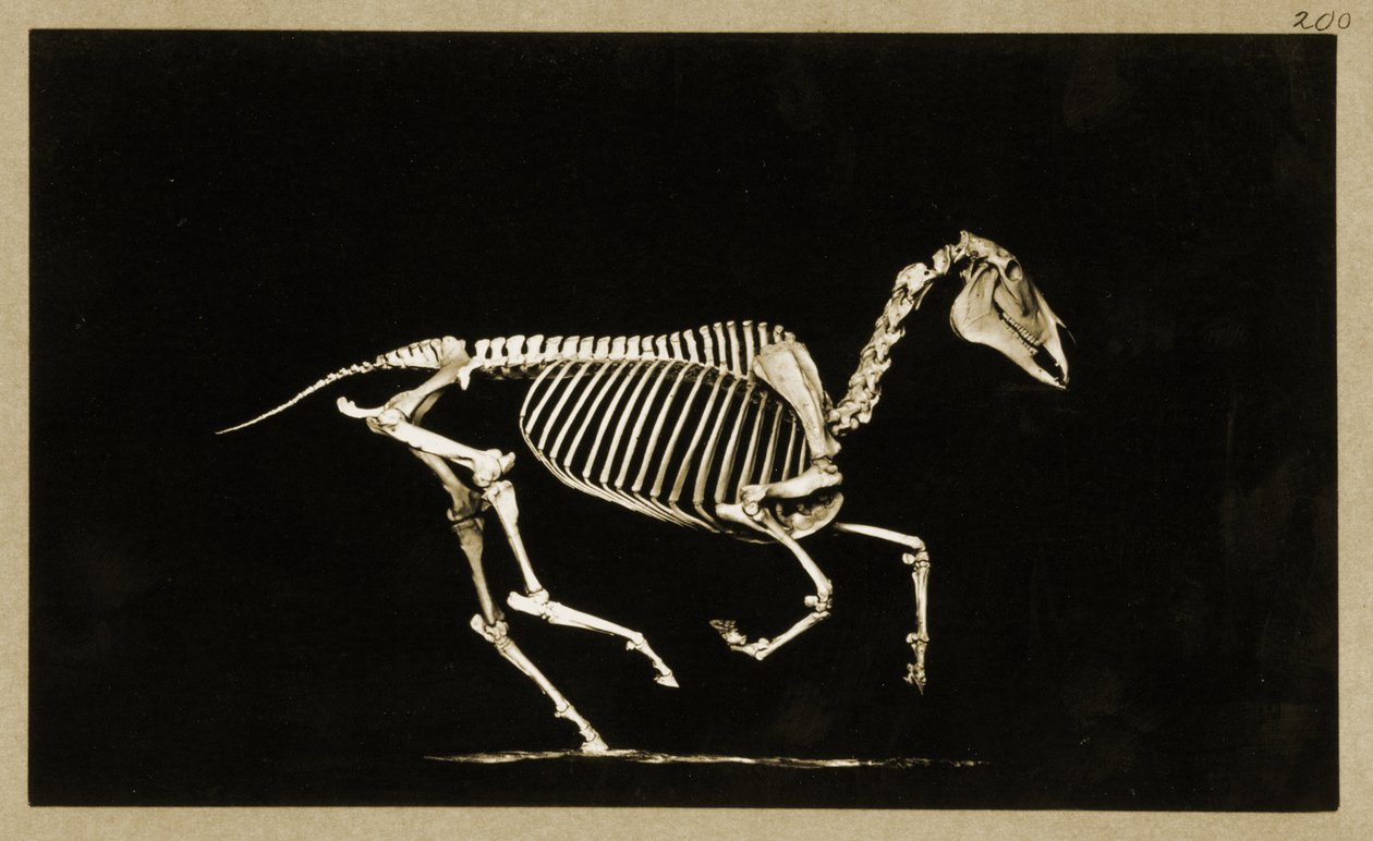 Çalışan bir atın iskeleti by Eadweard Muybridge