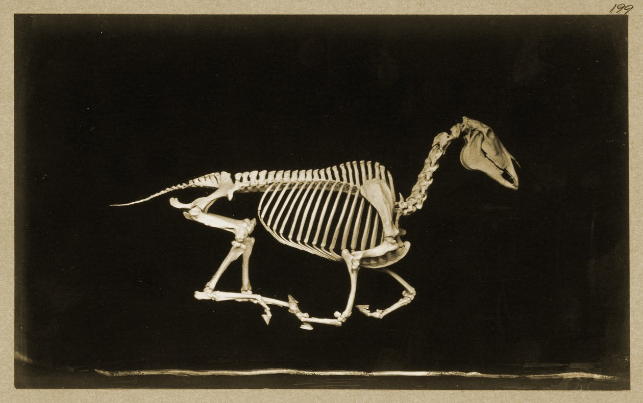 Çalışan bir atın iskeleti by Eadweard Muybridge