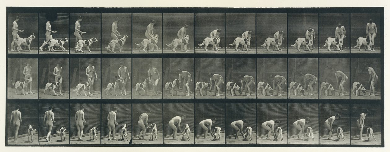 Hayvan Hareketi. Hayvanların Ardışık Evrelerinin Elektro-Fotoğrafik Olarak İncelenmesi ..., 1880