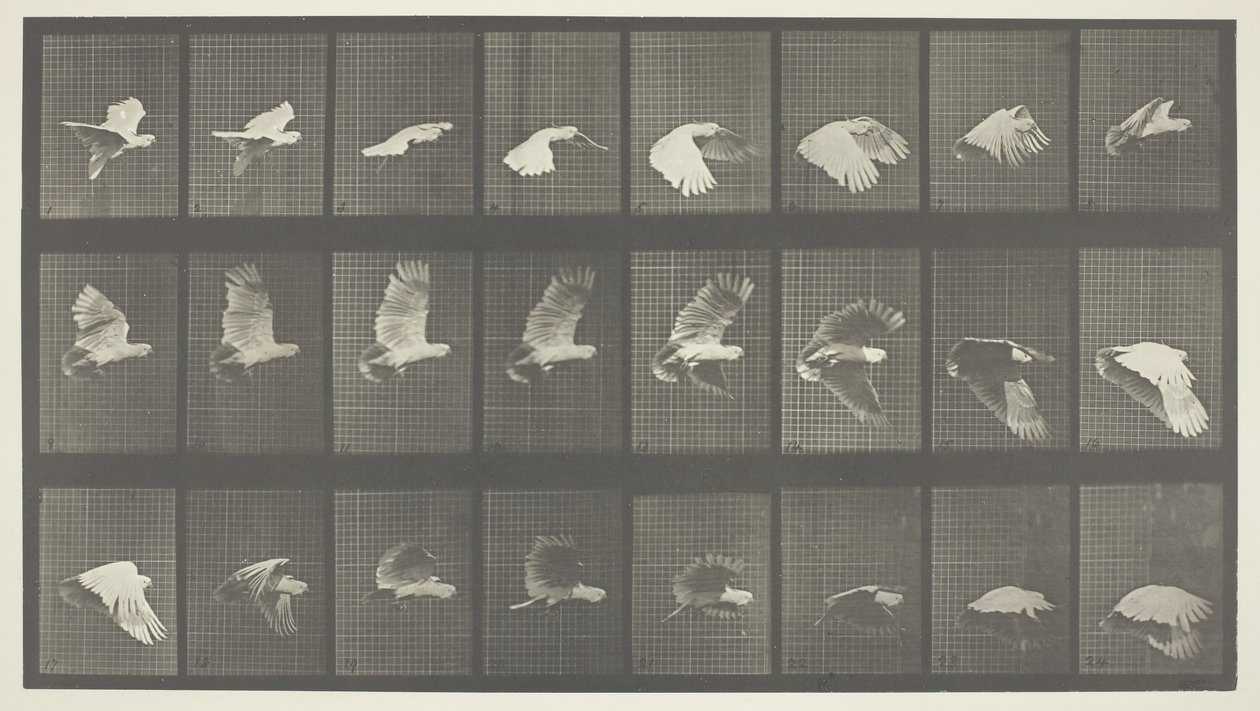Hayvan Hareketi, Levha 758, 1887. by Eadweard Muybridge