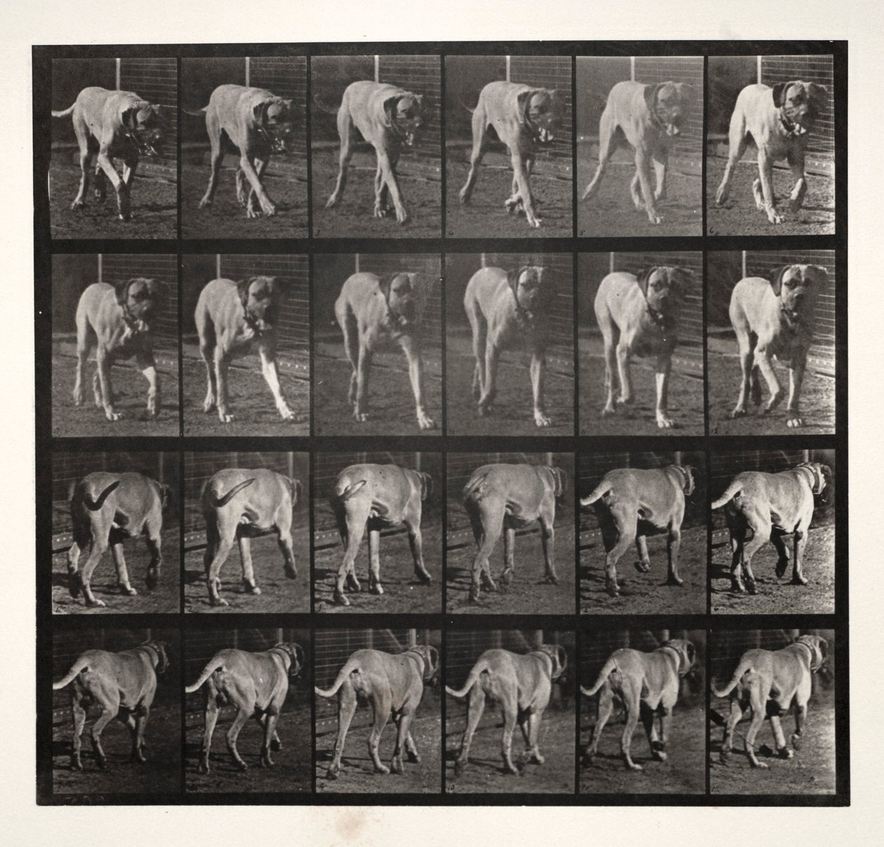 Korkunç Trotting, 1887. by Eadweard Muybridge