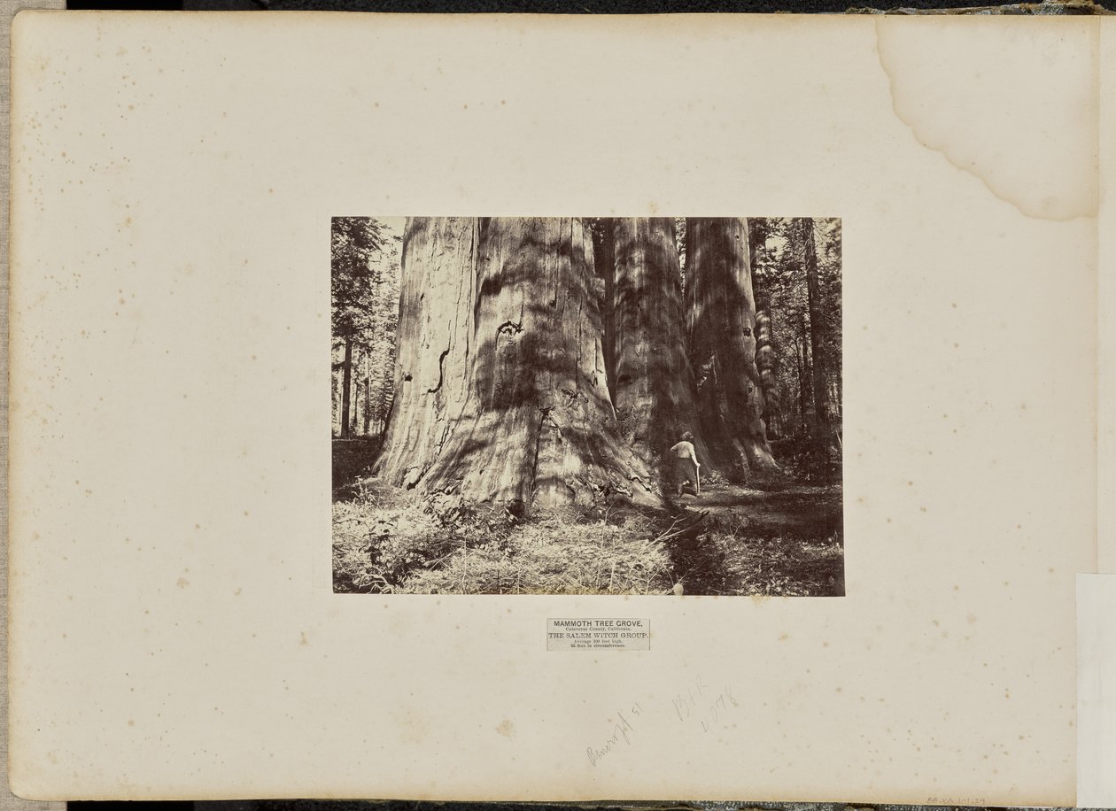  by Eadweard J. Muybridge