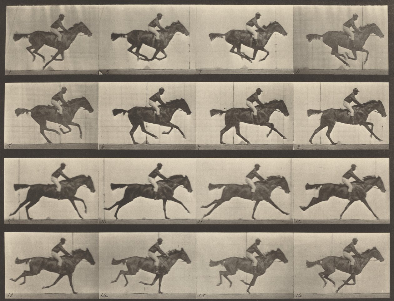 Plaka Numarası 626. Dörtnala, safkan defne kısrağı, Annie G., 1887. by Eadweard Muybridge