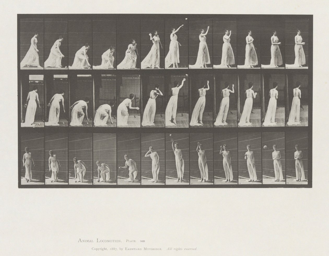 Hayvan Hareketi, Plaka 305 by Eadweard Muybridge
