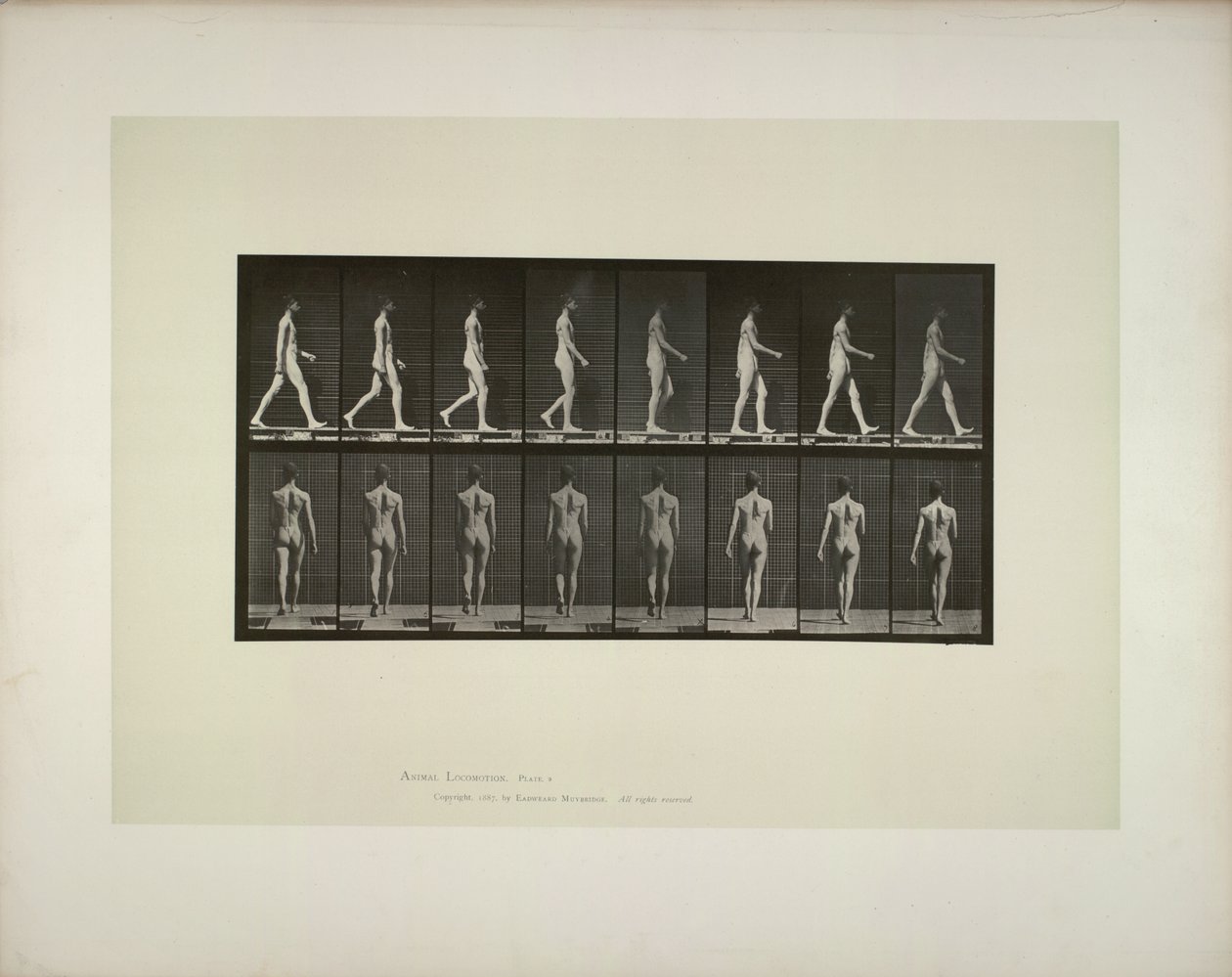 Hayvan hareketi: erkek pelvis bezi, 1887. by Eadweard Muybridge