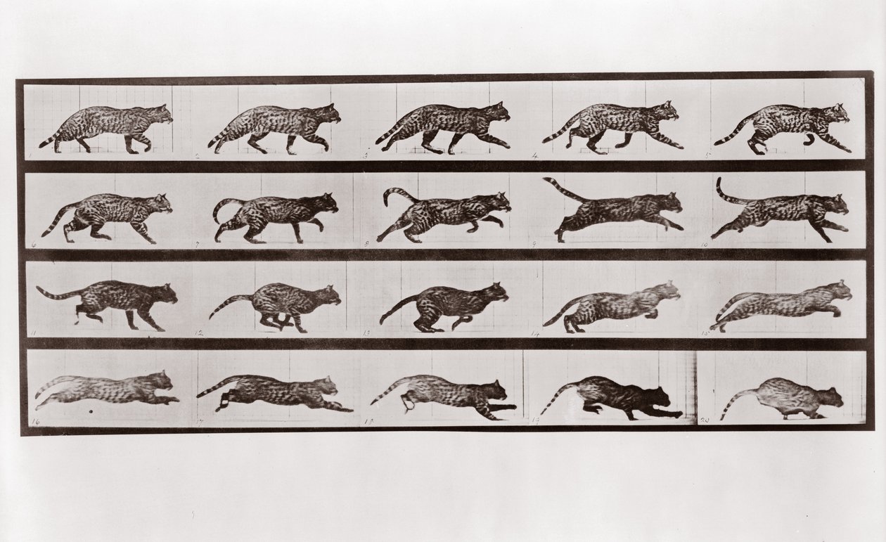 Kedi Koşusu ve dörtnala, Animal Locomotion