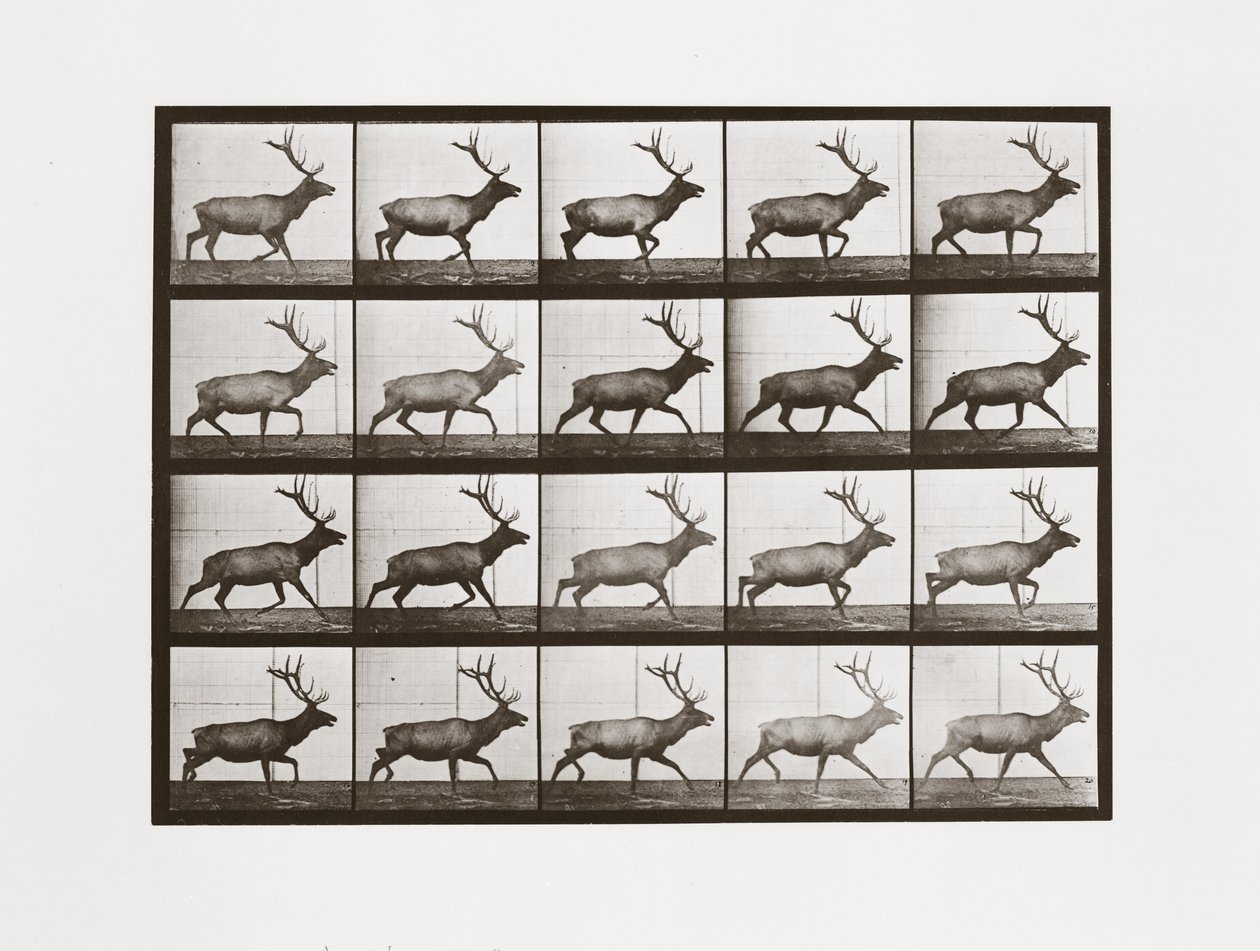 Elk, Levha 692, Animal Locomotion
