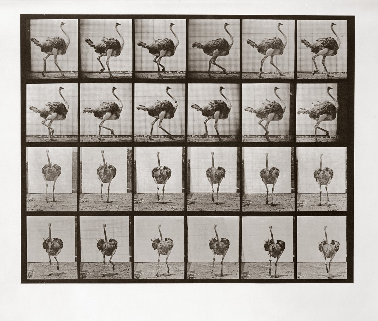 Devekuşu Koşusu, Hayvan Hareketinden Plaka 772, 1887 by Eadweard Muybridge