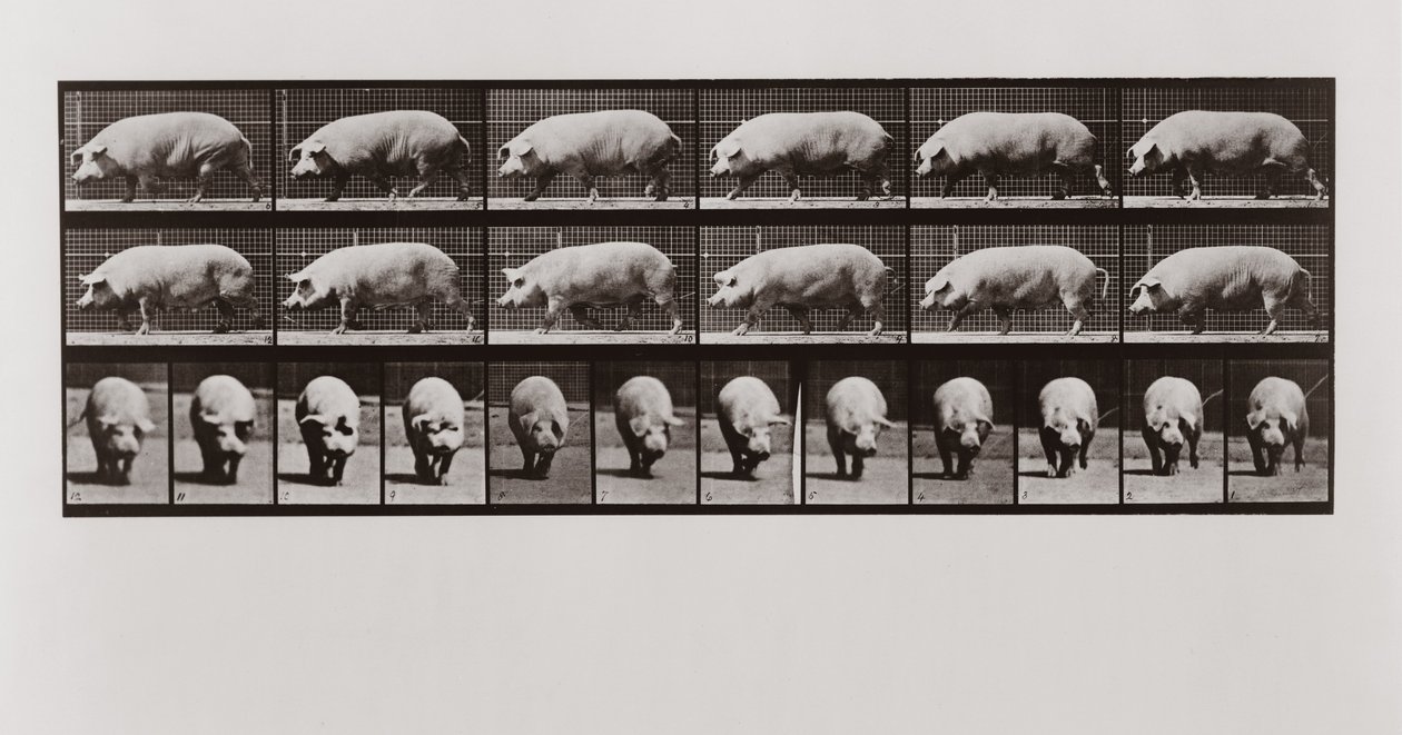 Domuz yürüyüşü, Animal Locomotion