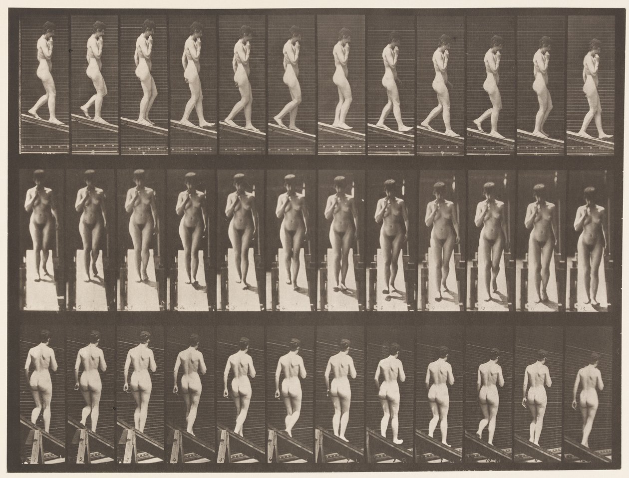 Plaka 116. Azalan Eğim, Bir El Çene Üzerinde by Eadweard Muybridge