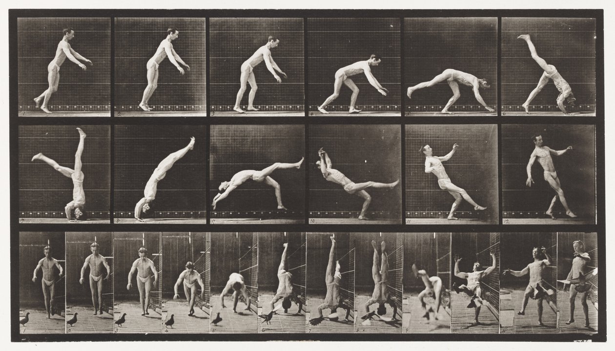 Plaka 365. Baş Yayı, Engelleyen Uçan Bir Güvercin by Eadweard Muybridge
