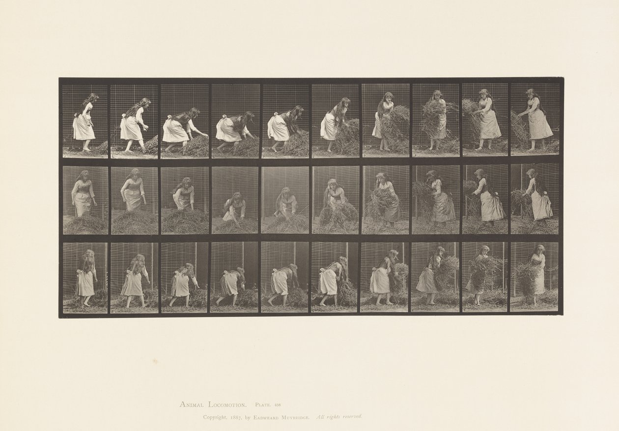 Levha 458. Avuç Avuç Samanı Kaldırma, Çevirme, Yere Atma by Eadweard Muybridge