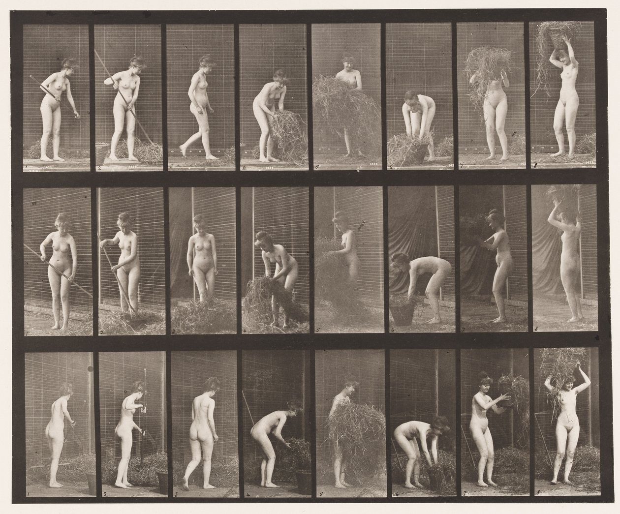 Plaka 499. Saman Tırmığı ve Paketleme, 1872-1885 by Eadweard Muybridge
