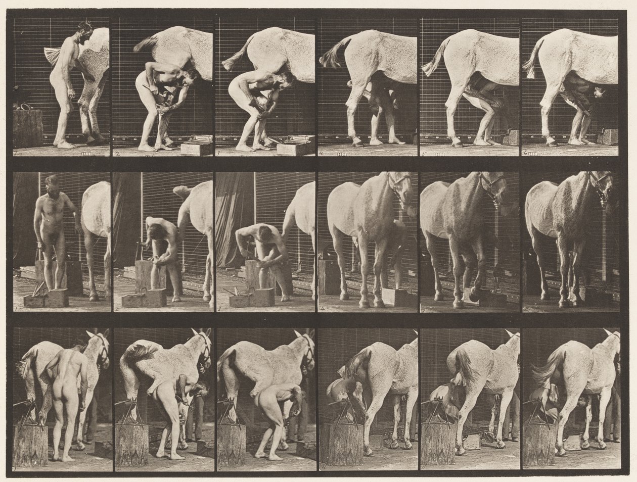Plaka 509. Atı Pabuçlamak by Eadweard Muybridge