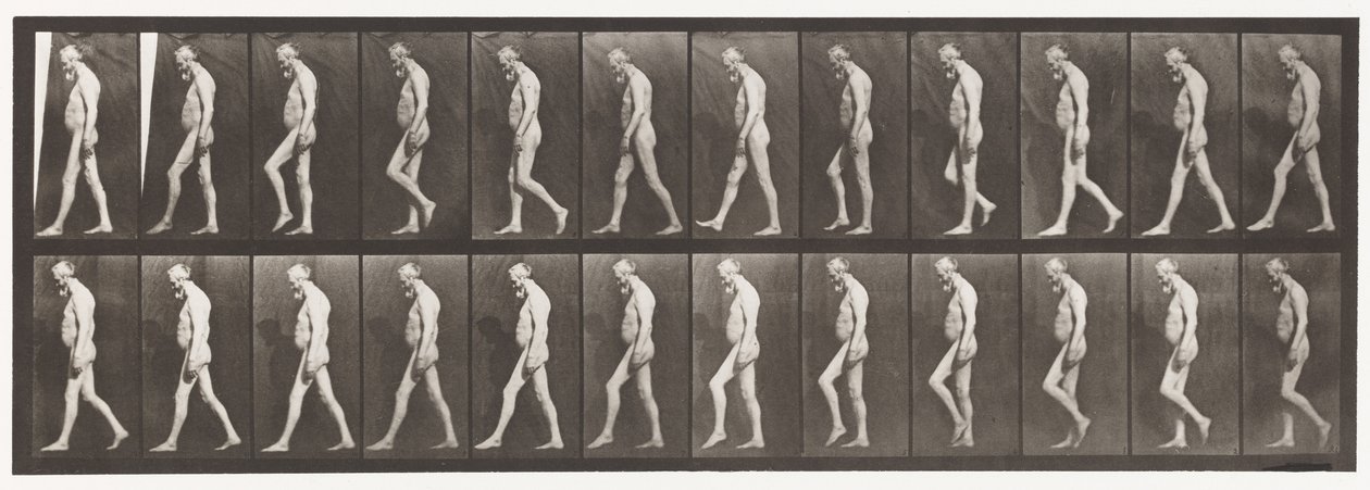 Plaka 555. Bacakların Kas Atrofisi; Yetişkin, A, B, Yürüyüş, 1885 by Eadweard Muybridge
