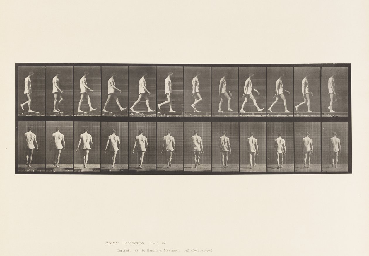 Plaka 560. Lokomotor Ataksi; Yürüyüş, 1885 by Eadweard Muybridge