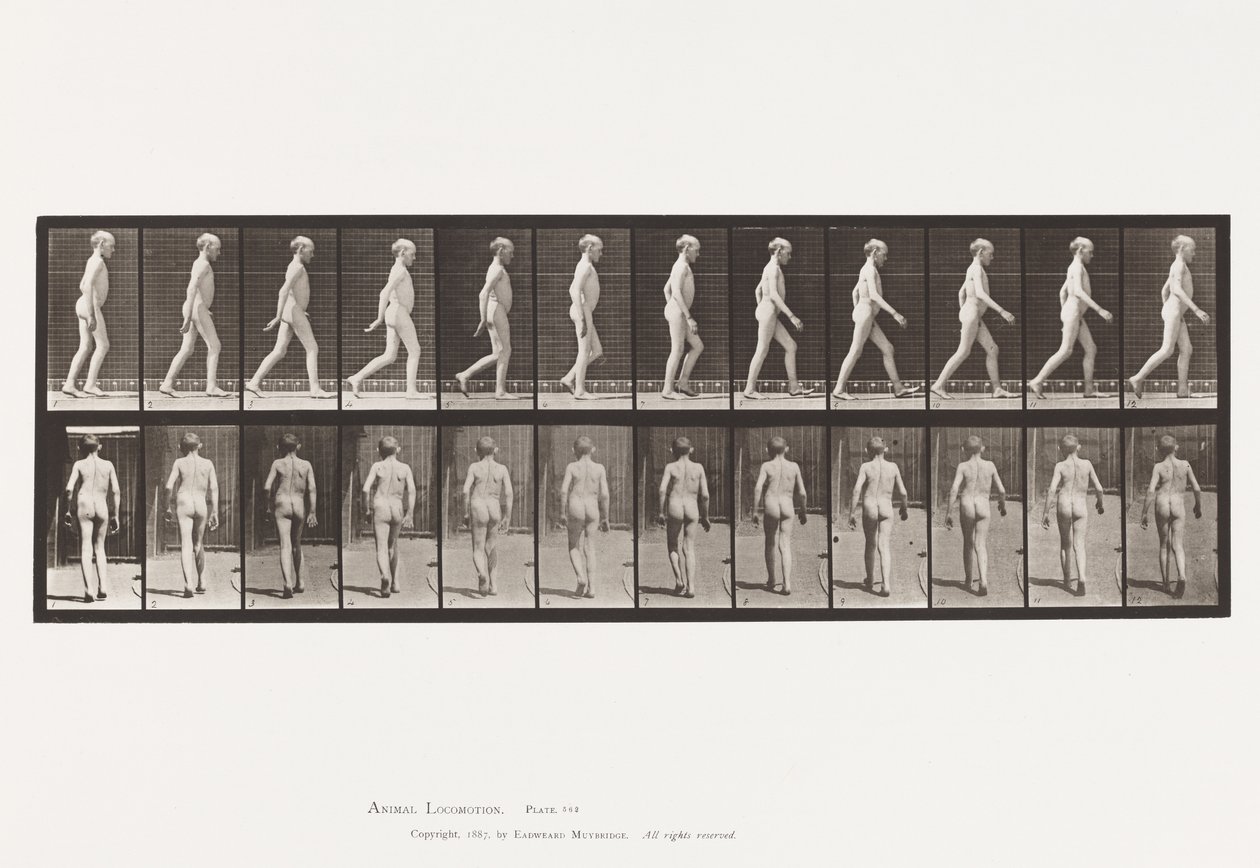 Plaka 562. Omurganın Yanal Eğriliği; Yürüme by Eadweard Muybridge