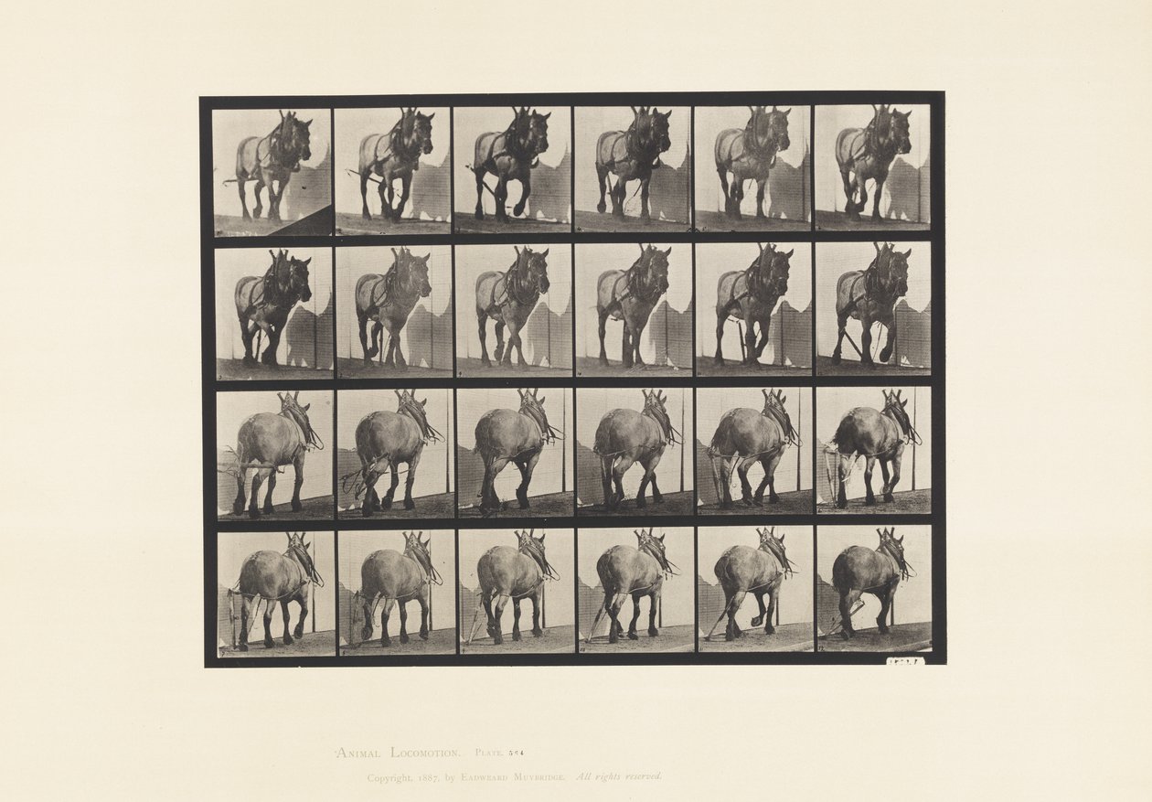 Plaka 564.Çekme; Kırık Kütük Zinciri;Koyu Gri Belçika Atı Dusel by Eadweard Muybridge