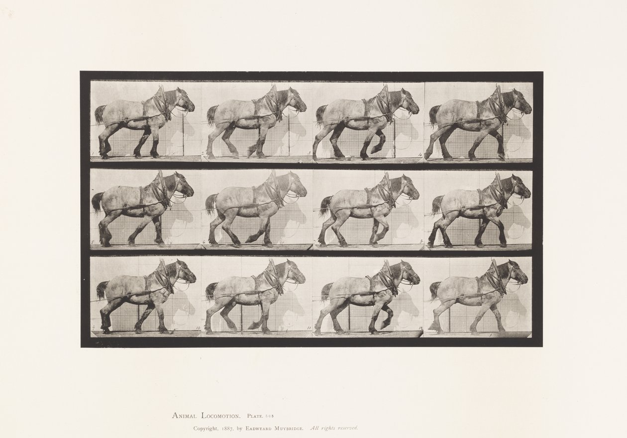 Plaka 565.Çekme;Koyu Gri Belçikalı At Dusel by Eadweard Muybridge