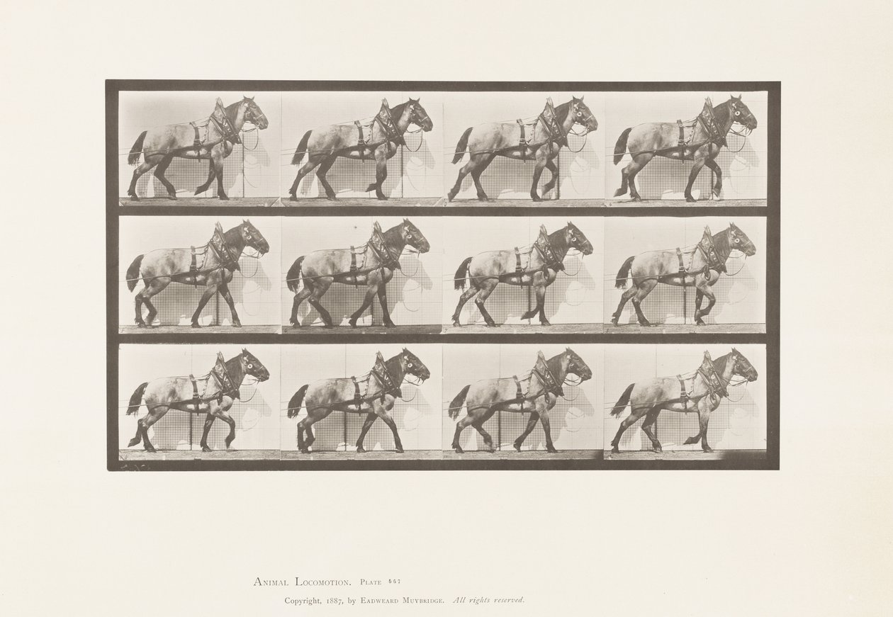 Plaka 567.Çekme;Koyu Gri Belçika Atı Billy, 1885 by Eadweard Muybridge