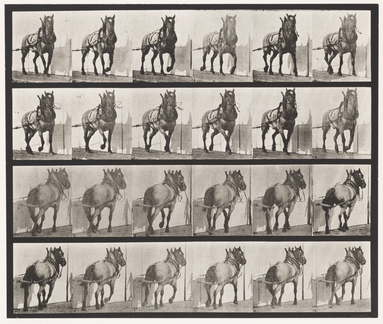 Plaka 568. Çekme;Koyu Gri Belçika Atı Billy by Eadweard Muybridge