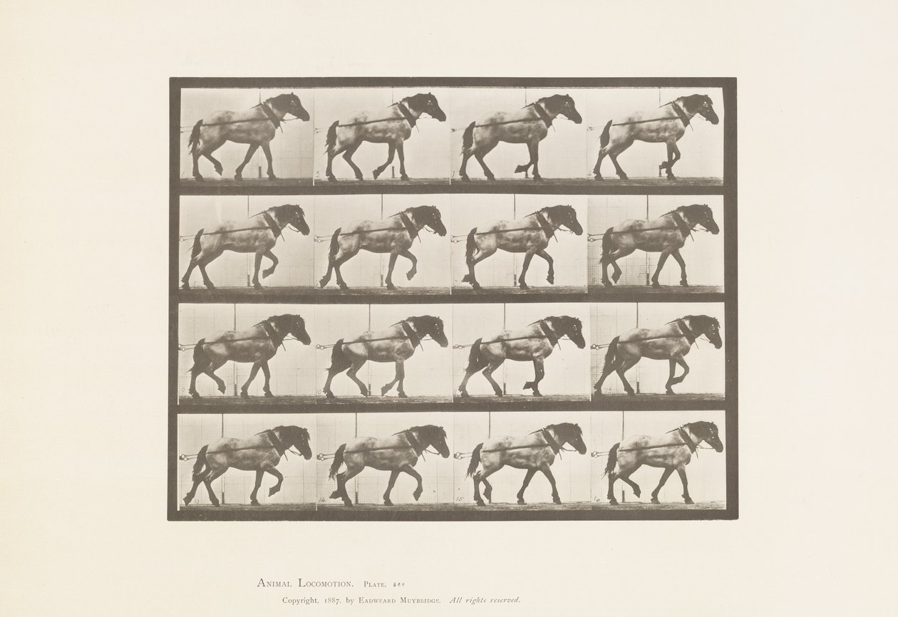 Plaka 569.Çekme;Koyu Gri Belçika Atı Hansel, 1885 by Eadweard Muybridge