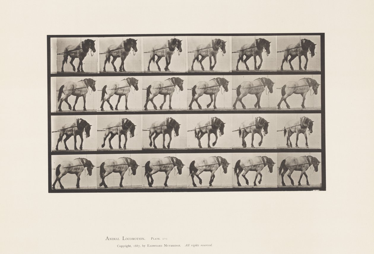 Plaka 570.Taşıma;Koyu Gri Belçika Atı Hansel, 1885 by Eadweard Muybridge