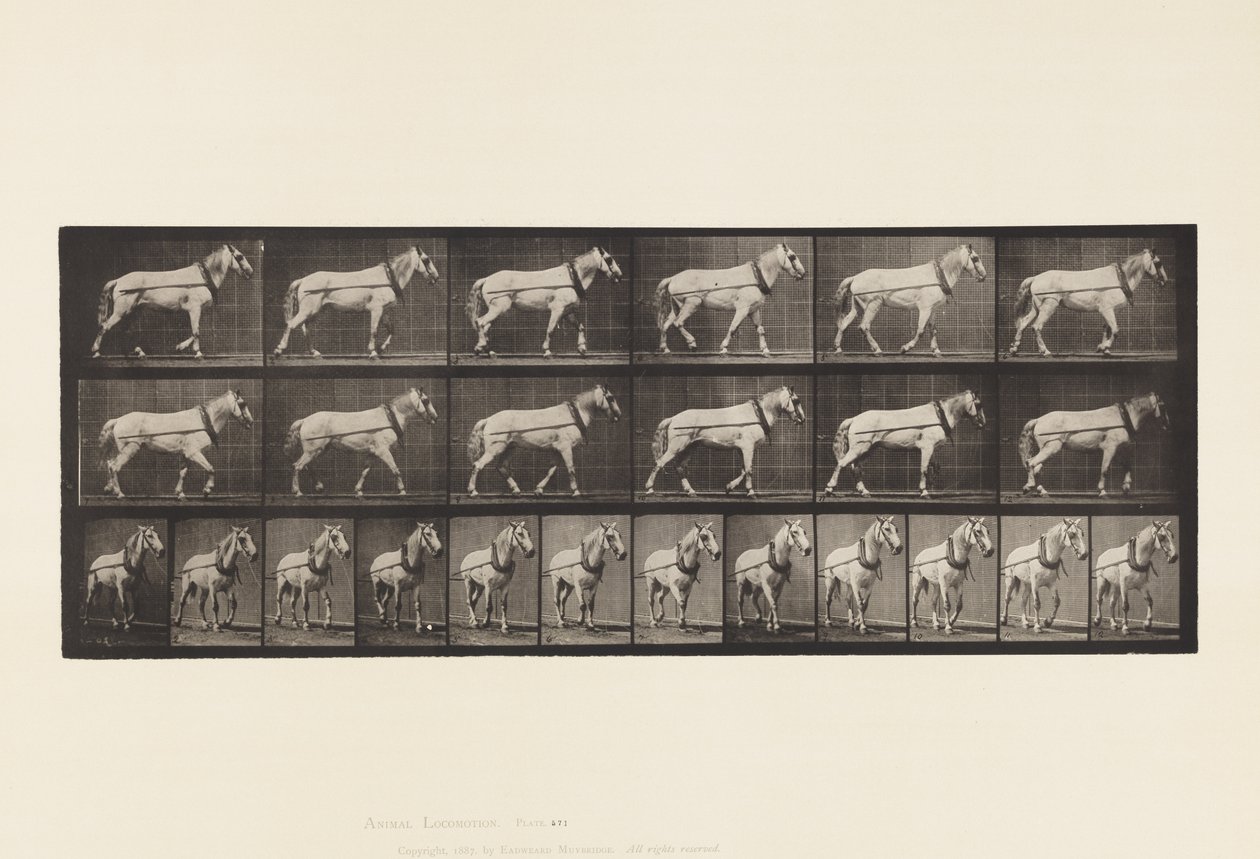 Plaka 571.Taşıma;Açık Gri Mare Johnson, 1885 by Eadweard Muybridge