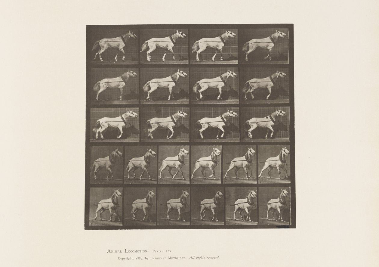Plaka 572.Çekme; Kafa Çekiliyor; Açık Gri Kısrak, 1885 by Eadweard Muybridge