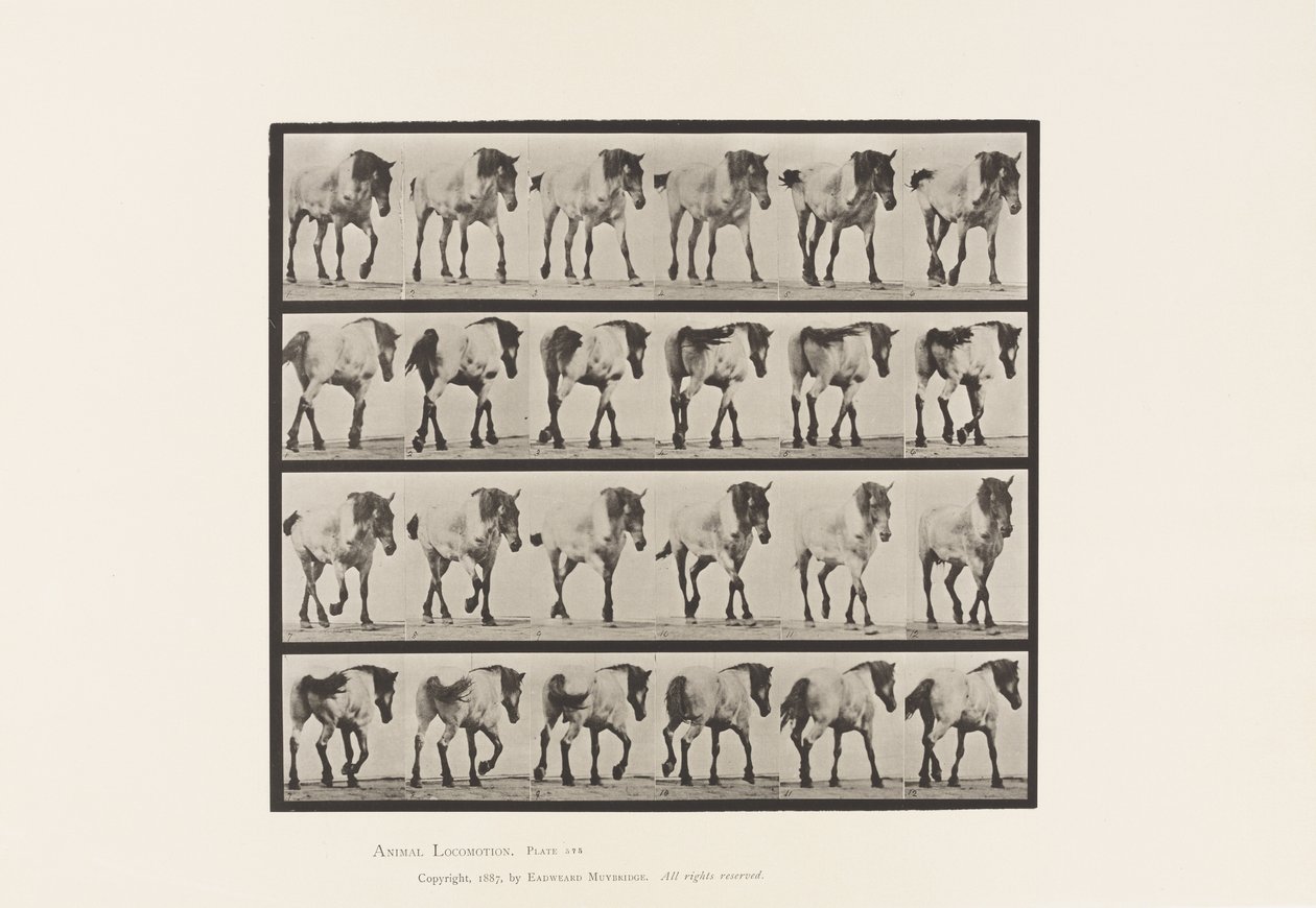 Plaka 575. Yürüyüş; Özgür; Koyu Gri Belçika Atı Hansel, 1885 by Eadweard Muybridge