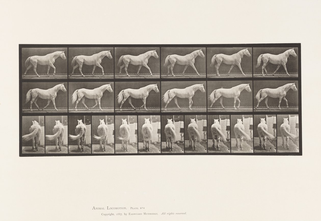 Plaka 576. Yürüyüş; Özgür; Açık Gri At Kartalı by Eadweard Muybridge