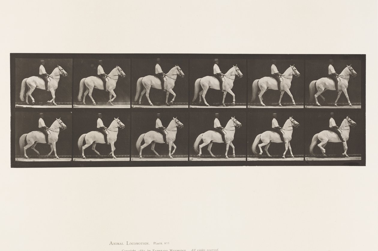 Plaka 577. Yürüyüş; Sele; Düzensiz; Beyaz At Clinton, 1885 by Eadweard Muybridge