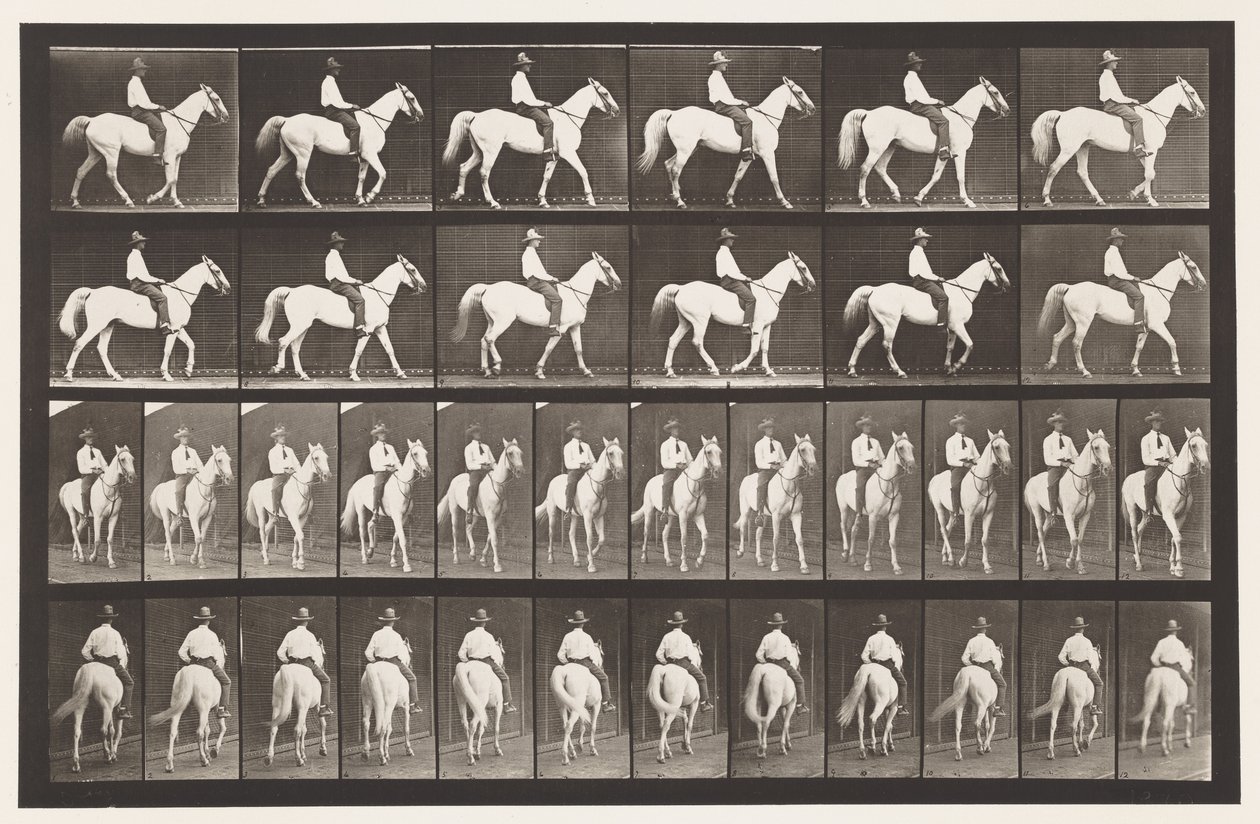 Plaka 579. Yürüyüş; Sele; Beyaz At Elberon, 1885 by Eadweard Muybridge