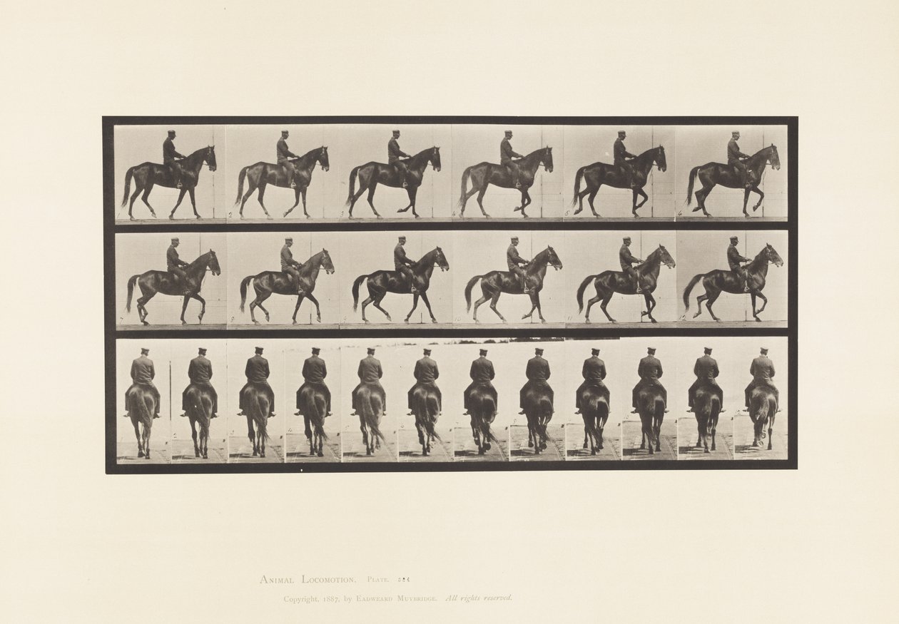 Plaka 584. Yürüyüş; Sele; Düzensiz; Kahverengi Kısrak Güzeli, 1885 by Eadweard Muybridge
