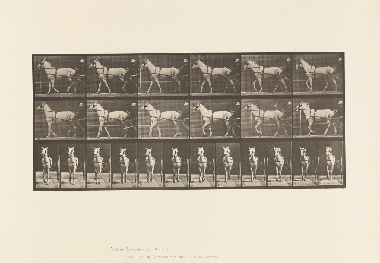 Plaka 586. Yürüyüş; somurtkan; Açık Gri Kısrak, Katydid, 1885 by Eadweard Muybridge