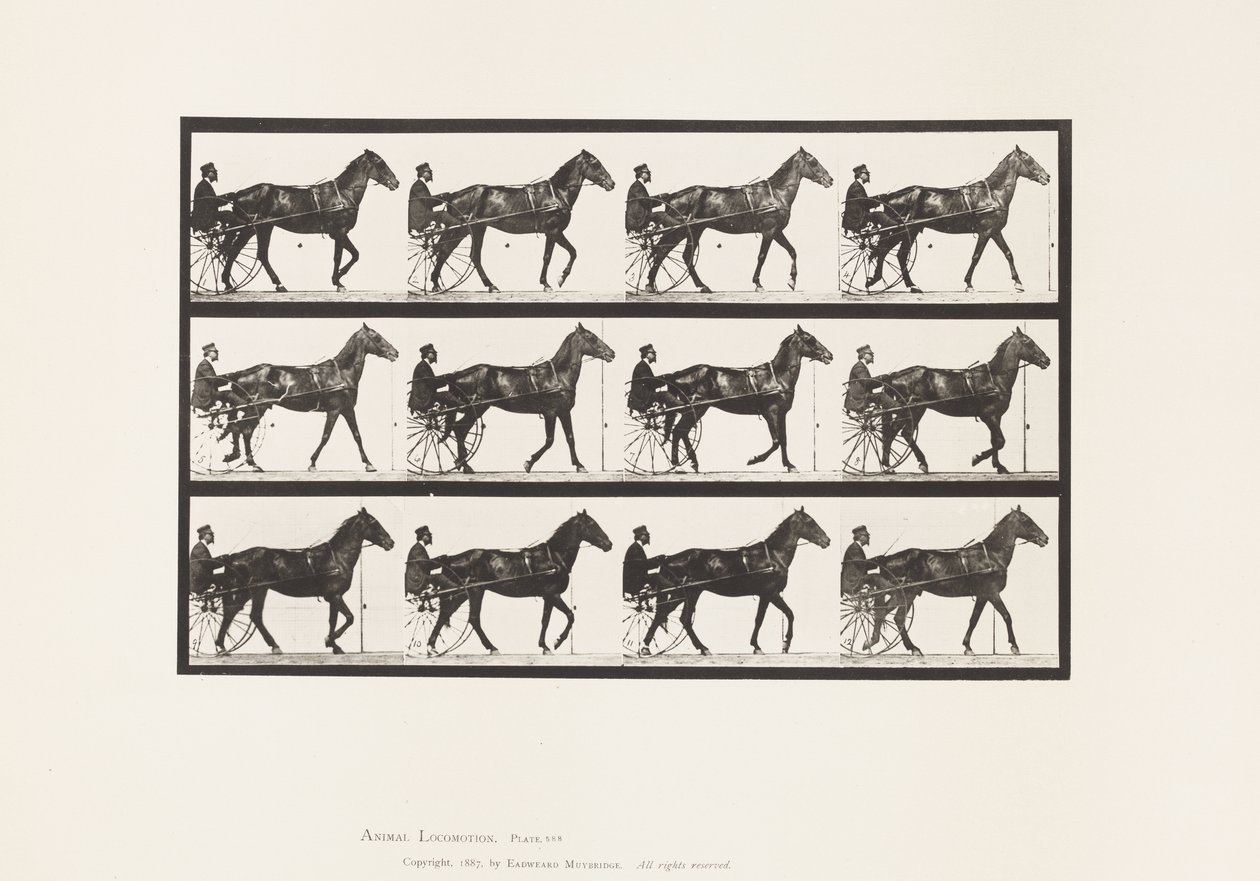 Plaka 588.Yürüme; somurtkan; Bay Horse Reuben, 1885 by Eadweard Muybridge