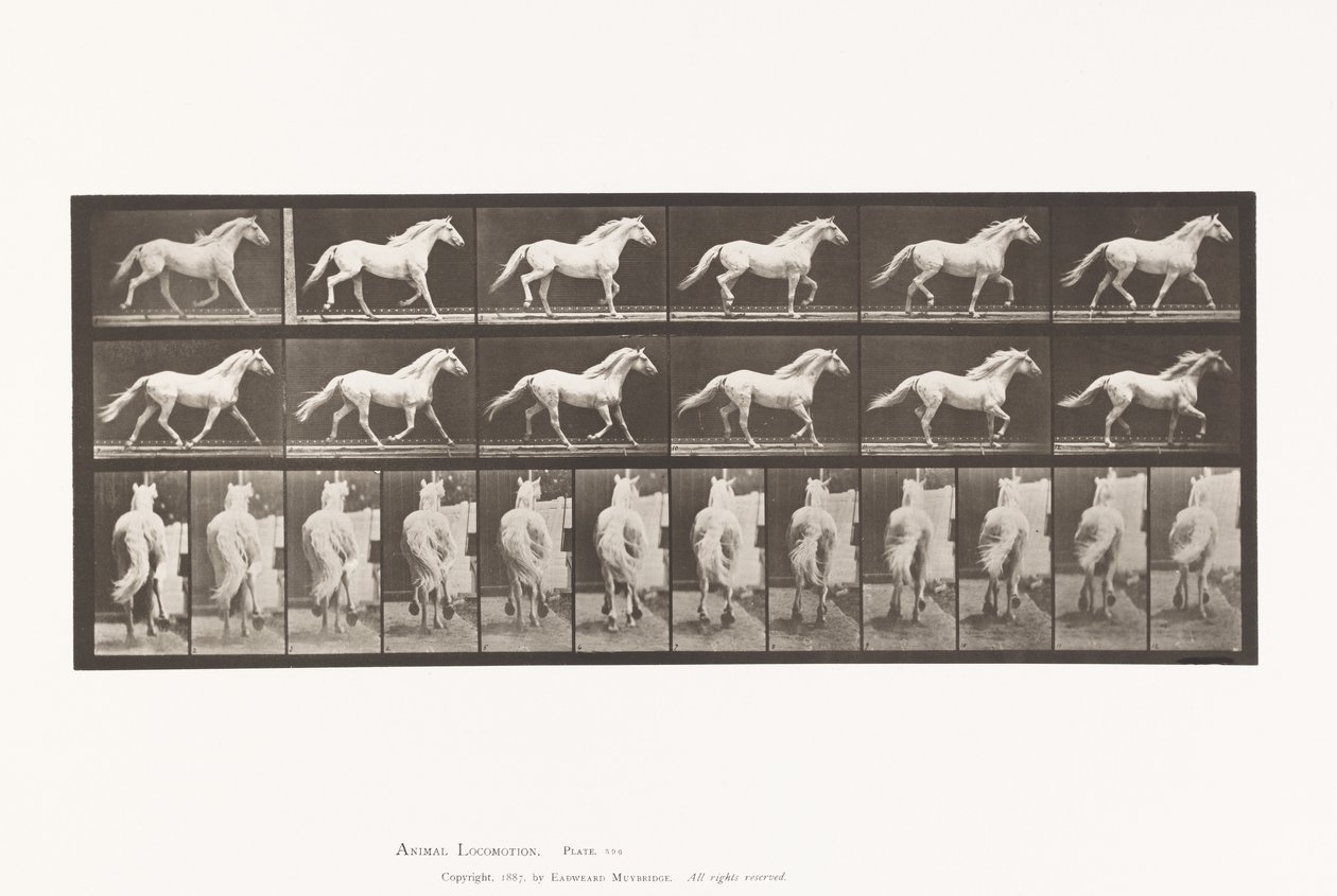 Plaka 596. Paça; Özgür; Açık Gri At Kartalı by Eadweard Muybridge