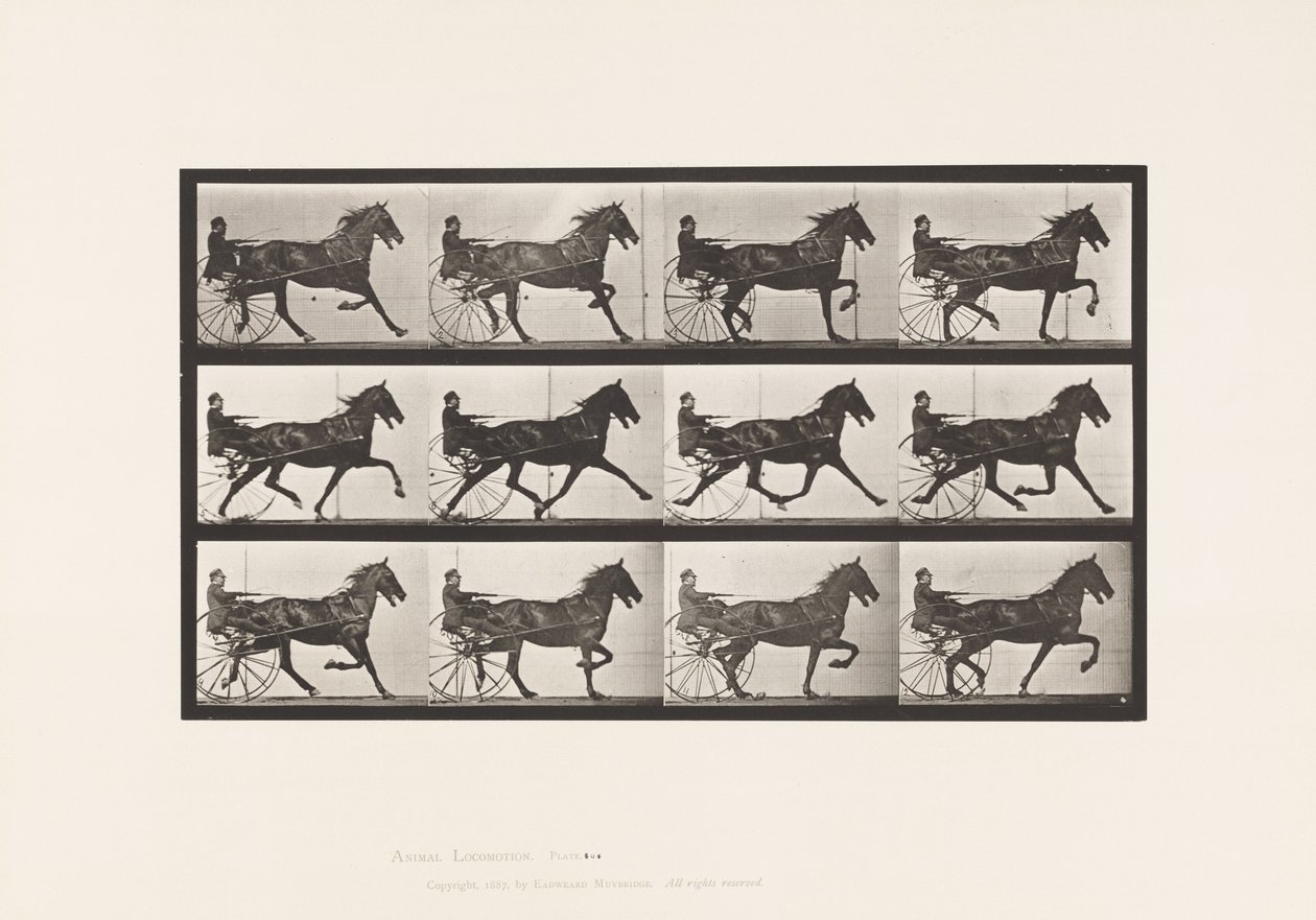 Plaka 606. Paça; somurtkan; Bay Horse, Ruben by Eadweard Muybridge