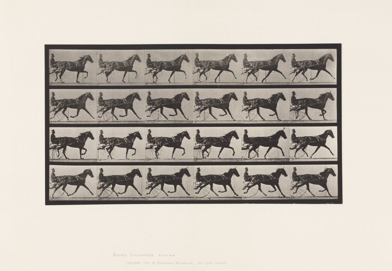 Plaka 608. Paça; somurtkan; Kuzukulağı Kısrak, Flode Holden by Eadweard Muybridge
